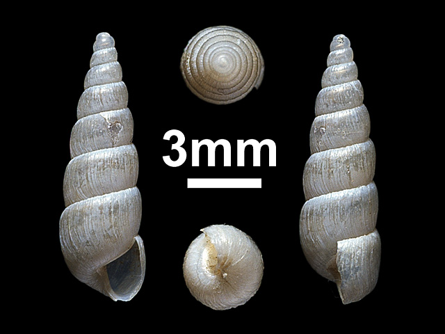 image of Allopeas sykesi (a)